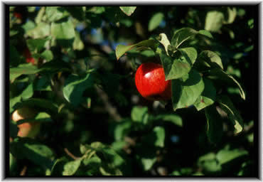 la_pomme